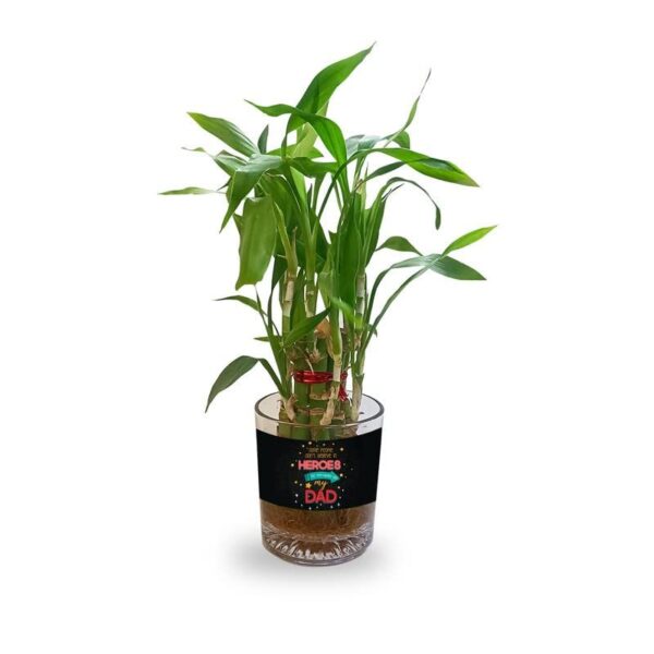 Lucky Bamboo Planter Indoor Plants_1 Tier Gifts For Father,Decorations Printed Quotes(You are the best papa in the