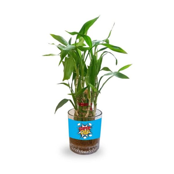 Lucky Bamboo Planter Indoor Plants_1 Tier Gifts For Father,Decorations Printed Quotes(You are the best papa in the