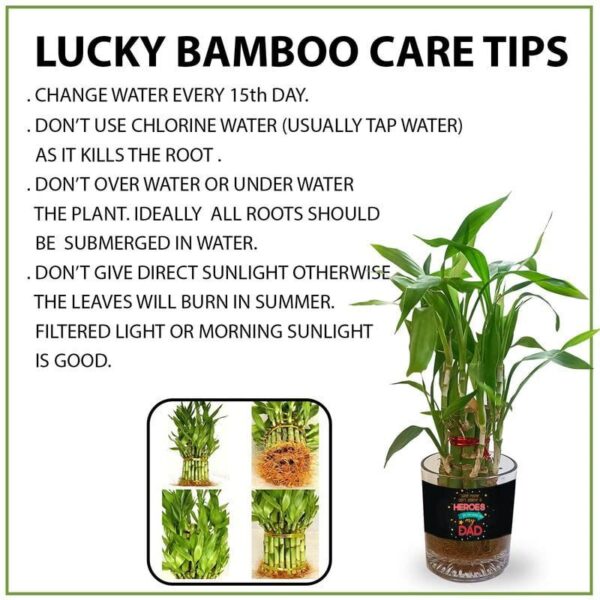 Lucky Bamboo Planter Indoor Plants_1 Tier Gifts For Father,Decorations Printed Quotes(You are the best papa in the
