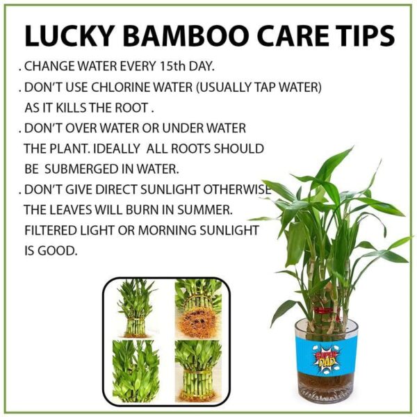 Lucky Bamboo Planter Indoor Plants_1 Tier Gifts For Father,Decorations Printed Quotes(You are the best papa in the