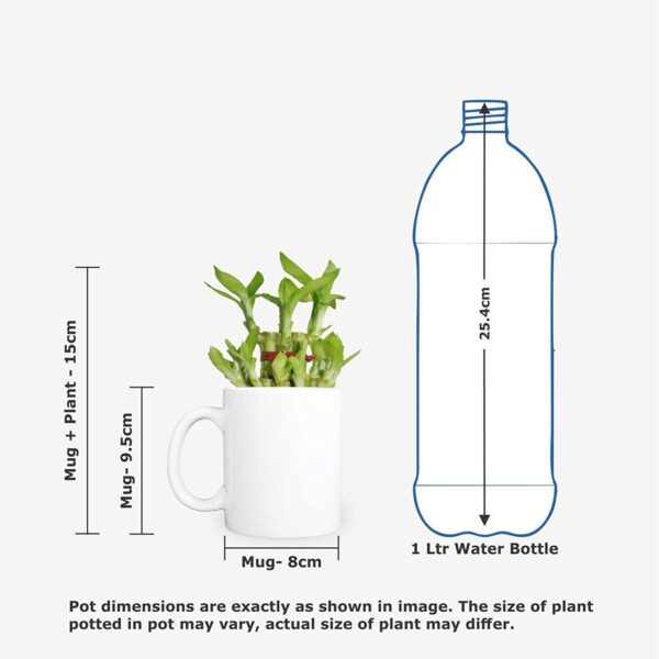 Dad Feng Shui Lucky Bamboo Plant Indoor Mug Planter Pot - Most Awesome Dad