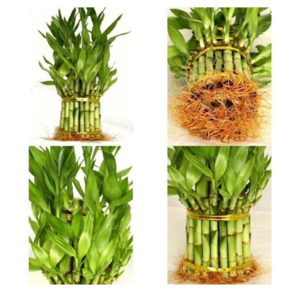 Strong Funny Dad Lucky Bamboo Planter with Mug Plants - 2 Layer Father's Day