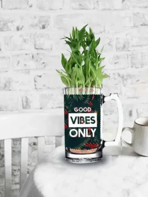 good vibes only Lucky Bamboo Indoor Plants