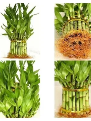 bamboo Planter (2)